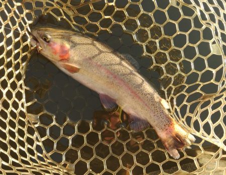 大安トラウトレイク釣果